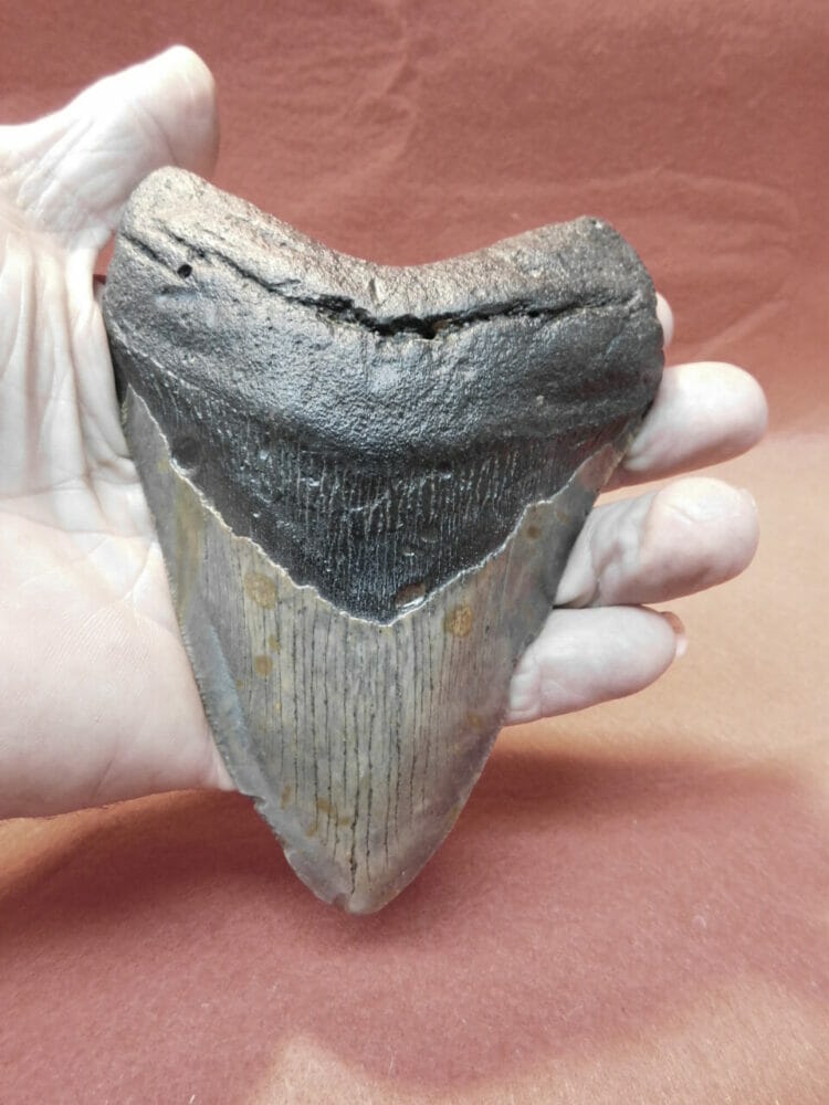 5 3/4" Megalodon Tooth / Shark Tooth / Fossil | Fossils & Artifacts for Sale | Paleo Enterprises | Fossils & Artifacts for Sale