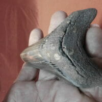 4" Megalodon Tooth / Shark Tooth / Fossil | Fossils & Artifacts for Sale | Paleo Enterprises | Fossils & Artifacts for Sale