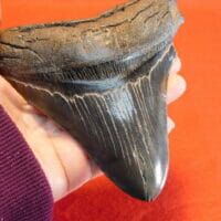 5 1/8" Megalodon Tooth / Shark Tooth / Fossil | Fossils & Artifacts for Sale | Paleo Enterprises | Fossils & Artifacts for Sale