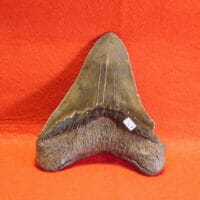5 1/8" Megalodon Tooth / Shark Tooth / Fossil | Fossils & Artifacts for Sale | Paleo Enterprises | Fossils & Artifacts for Sale
