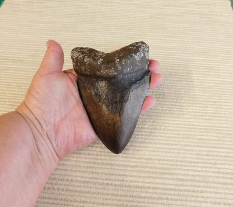 5" Megalodon Tooth / Shark Tooth / Fossil | Fossils & Artifacts for Sale | Paleo Enterprises | Fossils & Artifacts for Sale