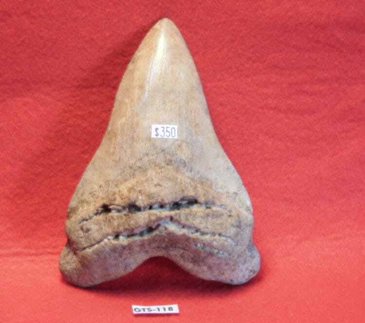 5" Megalodon Tooth / Shark Tooth / Fossil | Fossils & Artifacts for Sale | Paleo Enterprises | Fossils & Artifacts for Sale