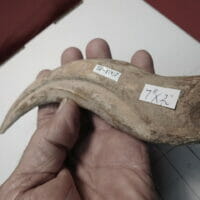 Spinosaurus Hand Claws Dinosaur fossil | Fossils & Artifacts for Sale | Paleo Enterprises | Fossils & Artifacts for Sale