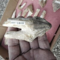 Basilosaurus Tooth (King Lizard) Giant Whale | Fossils & Artifacts for Sale | Paleo Enterprises | Fossils & Artifacts for Sale