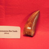 Carcharodontosaurus saharicus Dinosaur Tooth 4.5"X1.3" | Fossils & Artifacts for Sale | Paleo Enterprises | Fossils & Artifacts for Sale