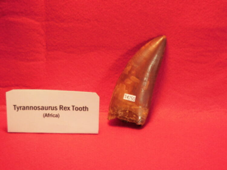 Carcharodontosaurus saharicus Dinosaur Tooth 4.5"X1.3" | Fossils & Artifacts for Sale | Paleo Enterprises | Fossils & Artifacts for Sale