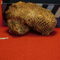 Fossil Pinecone Patagonia | Fossils & Artifacts for Sale | Paleo Enterprises | Fossils & Artifacts for Sale