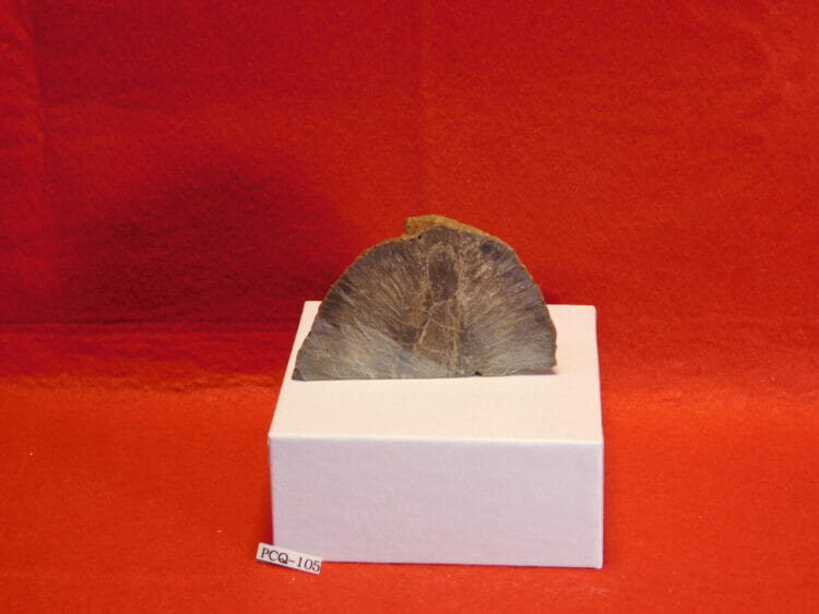 Fossil Pinecone Patagonia | Fossils & Artifacts for Sale | Paleo Enterprises | Fossils & Artifacts for Sale