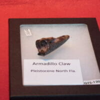 Giant Armadillo Claw | Fossils & Artifacts for Sale | Paleo Enterprises | Fossils & Artifacts for Sale