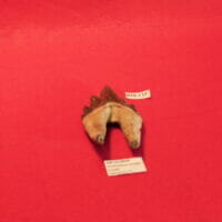 Squalodon / Basilosaurus Whale Tooth Fossil Florida | Fossils & Artifacts for Sale | Paleo Enterprises | Fossils & Artifacts for Sale