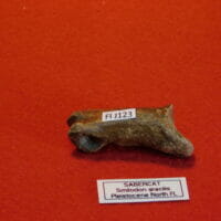 Saber-cat Toe Bone | Fossils & Artifacts for Sale | Paleo Enterprises | Fossils & Artifacts for Sale