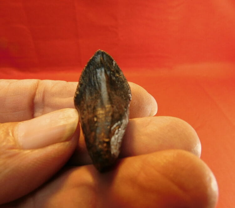 Triceratops Tooth Dino Bone | Fossils & Artifacts for Sale | Paleo Enterprises | Fossils & Artifacts for Sale