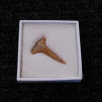 ARCHAIC DRILL - Texas | Fossils & Artifacts for Sale | Paleo Enterprises | Fossils & Artifacts for Sale