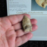 Brewerton Eared - CERTIFIED | Fossils & Artifacts for Sale | Paleo Enterprises | Fossils & Artifacts for Sale