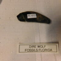 Dire Wolf Fossil K-9 only Rare Fossil | Fossils & Artifacts for Sale | Paleo Enterprises | Fossils & Artifacts for Sale