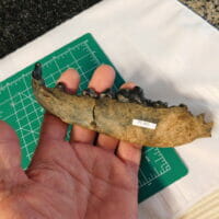 Dire Wolf Jaw 5 molars and K-9 Teeth Rare Fossil | Fossils & Artifacts for Sale | Paleo Enterprises | Fossils & Artifacts for Sale