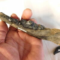 Dire Wolf Jaw 4 molars Rare Fossil | Fossils & Artifacts for Sale | Paleo Enterprises | Fossils & Artifacts for Sale