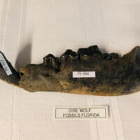 Dire Wolf Fossil K-9 Rare Fossil | Fossils & Artifacts for Sale | Paleo Enterprises | Fossils & Artifacts for Sale
