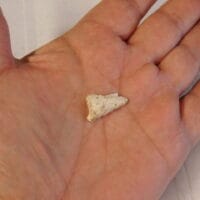 Fl. Tampa type arrowhead Fl. | Fossils & Artifacts for Sale | Paleo Enterprises | Fossils & Artifacts for Sale