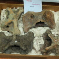 Fossil Bison Bones- Vertebrae | Fossils & Artifacts for Sale | Paleo Enterprises | Fossils & Artifacts for Sale
