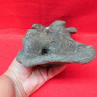 Fossil Bison Bones- Vertebrae | Fossils & Artifacts for Sale | Paleo Enterprises | Fossils & Artifacts for Sale