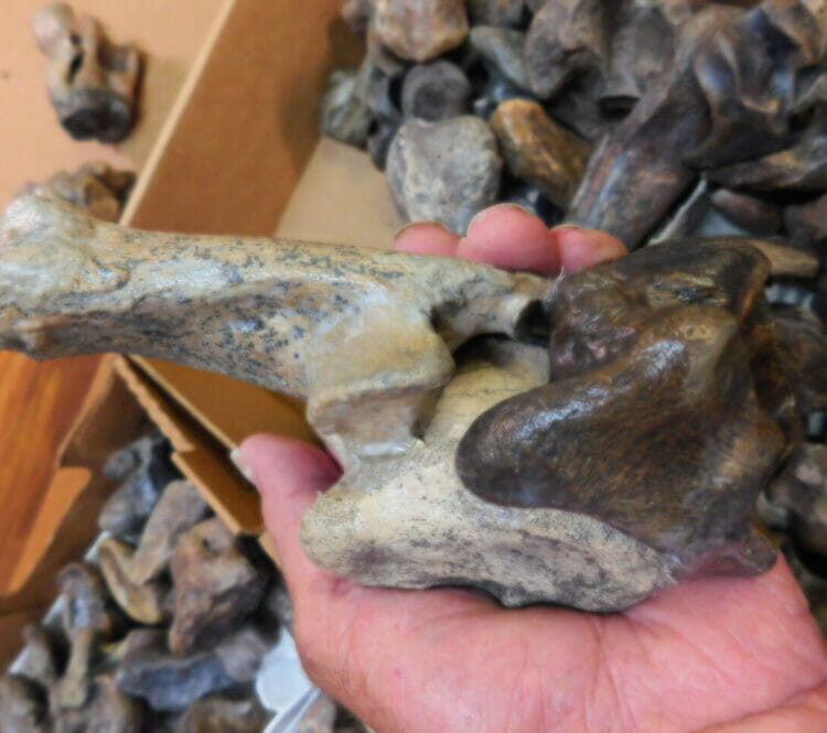 Fossil Bison Heel Bones - 3pc Composite heel Bone | Fossils & Artifacts for Sale | Paleo Enterprises | Fossils & Artifacts for Sale