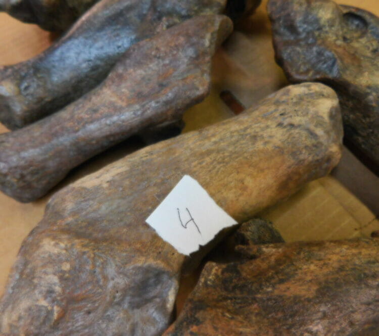 Fossil Bison Heel Bones - Calcaneus | Fossils & Artifacts for Sale | Paleo Enterprises | Fossils & Artifacts for Sale