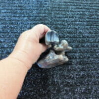 Fossil Bison Left Bones - 3pc Bones | Fossils & Artifacts for Sale | Paleo Enterprises | Fossils & Artifacts for Sale
