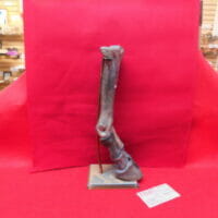 Fossil Bison Leg Bones | Fossils & Artifacts for Sale | Paleo Enterprises | Fossils & Artifacts for Sale