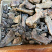Fossil Bison Heel Bones - Astragalus | Fossils & Artifacts for Sale | Paleo Enterprises | Fossils & Artifacts for Sale