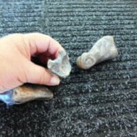 Fossil Bison Right Bones - 3pc Bones | Fossils & Artifacts for Sale | Paleo Enterprises | Fossils & Artifacts for Sale