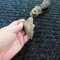 Fossil Bison Right Bones - 3pc Bones | Fossils & Artifacts for Sale | Paleo Enterprises | Fossils & Artifacts for Sale