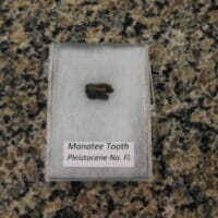 Fossil Manatee Tooth - N Florida | Fossils & Artifacts for Sale | Paleo Enterprises | Fossils & Artifacts for Sale