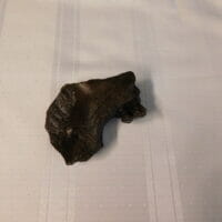 Fossil Tapir jaw | Fossils & Artifacts for Sale | Paleo Enterprises | Fossils & Artifacts for Sale