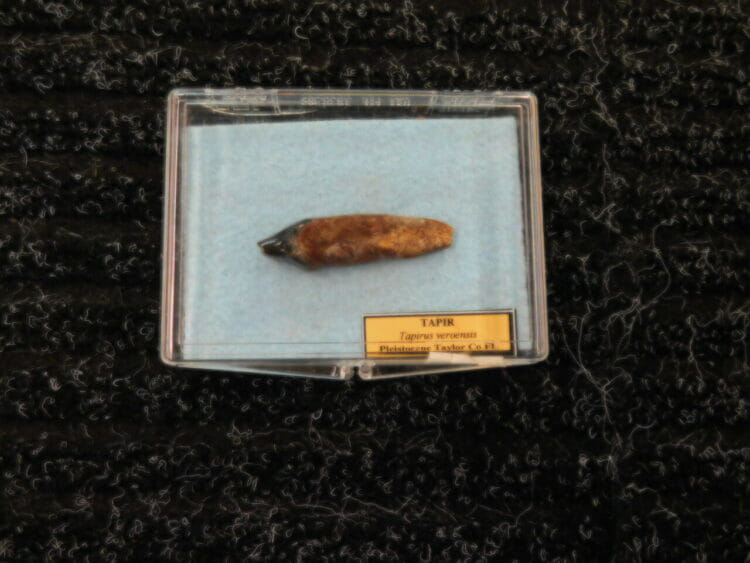 Fossil Tapir Tooth | Fossils & Artifacts for Sale | Paleo Enterprises | Fossils & Artifacts for Sale