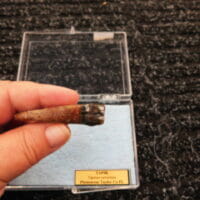 Fossil Tapir Tooth | Fossils & Artifacts for Sale | Paleo Enterprises | Fossils & Artifacts for Sale