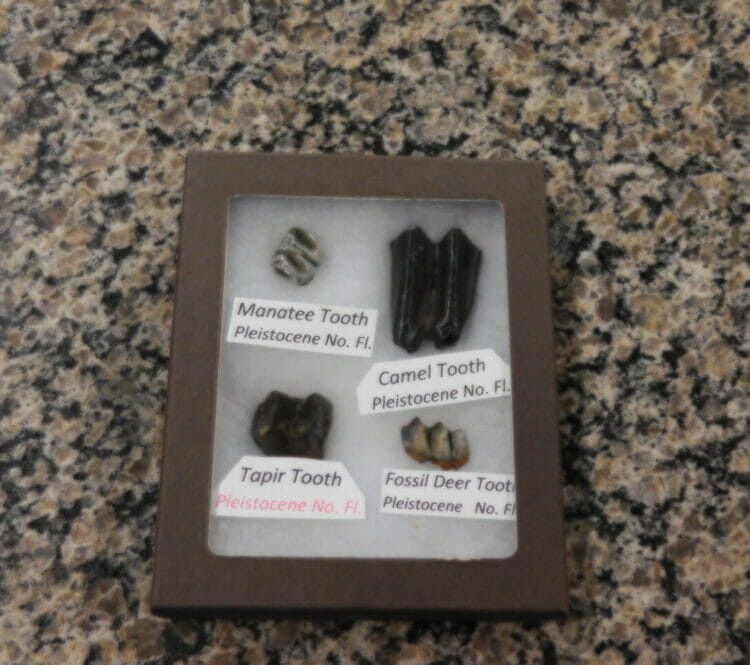 Four Fossil Teeth 1) Tapir 1) Camel 1) Manatee 1) Deer From Florida | Fossils & Artifacts for Sale | Paleo Enterprises | Fossils & Artifacts for Sale