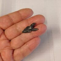 Gem type point FL arrowhead Artifact | Fossils & Artifacts for Sale | Paleo Enterprises | Fossils & Artifacts for Sale