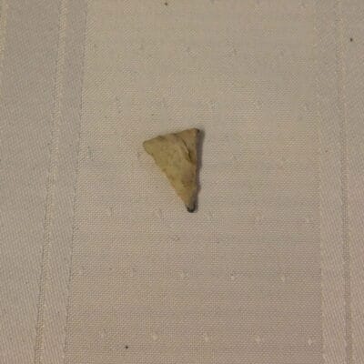 Hamilton type arrowhead, Fl.