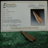 Knife, Petrified Wood - Certified | Fossils & Artifacts for Sale | Paleo Enterprises | Fossils & Artifacts for Sale