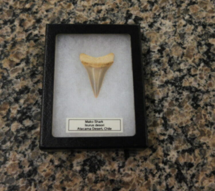 Mako Shark Tooth / Fossil | Fossils & Artifacts for Sale | Paleo Enterprises | Fossils & Artifacts for Sale