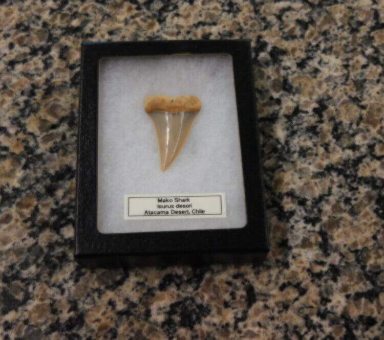 Mako Shark Tooth / Fossil | Fossils & Artifacts for Sale | Paleo Enterprises | Fossils & Artifacts for Sale
