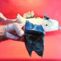 Mastodon Jaw 4 Teeth Fossil | Fossils & Artifacts for Sale | Paleo Enterprises | Fossils & Artifacts for Sale
