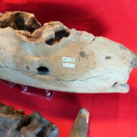 Mastodon Jaw 4 Teeth Fossil | Fossils & Artifacts for Sale | Paleo Enterprises | Fossils & Artifacts for Sale