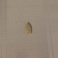 Pinellas type arrowhead Artifact FL | Fossils & Artifacts for Sale | Paleo Enterprises | Fossils & Artifacts for Sale