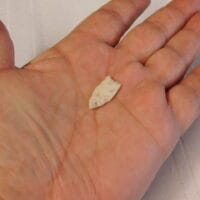 Pinellas type arrowhead Artifact FL | Fossils & Artifacts for Sale | Paleo Enterprises | Fossils & Artifacts for Sale