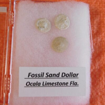 3 small Fossil Sand Dollars Calcified