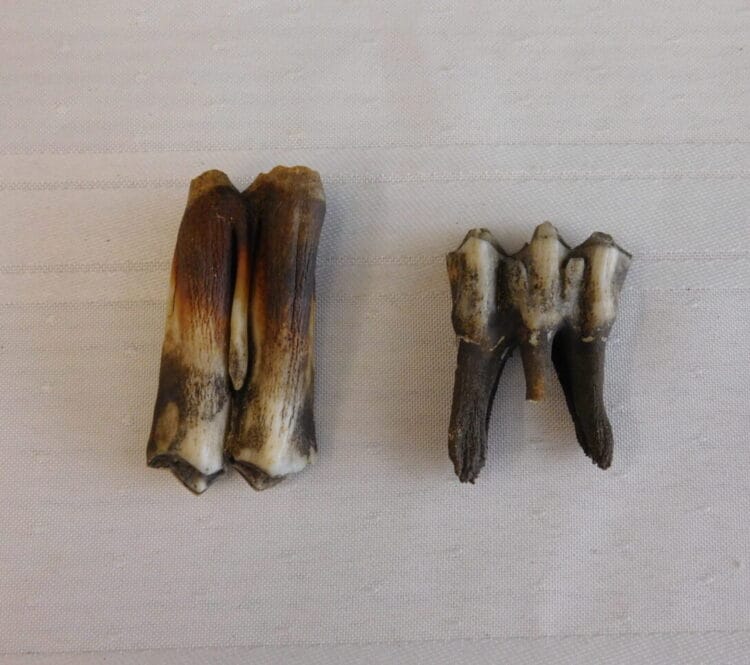 Bison tooth - Bison antiquus - Group of 2 | Fossils & Artifacts for Sale | Paleo Enterprises | Fossils & Artifacts for Sale