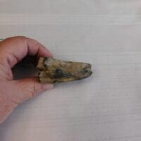 Bison tooth - Bison antiquus | Fossils & Artifacts for Sale | Paleo Enterprises | Fossils & Artifacts for Sale