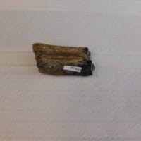 Bison tooth - Bison antiquus | Fossils & Artifacts for Sale | Paleo Enterprises | Fossils & Artifacts for Sale